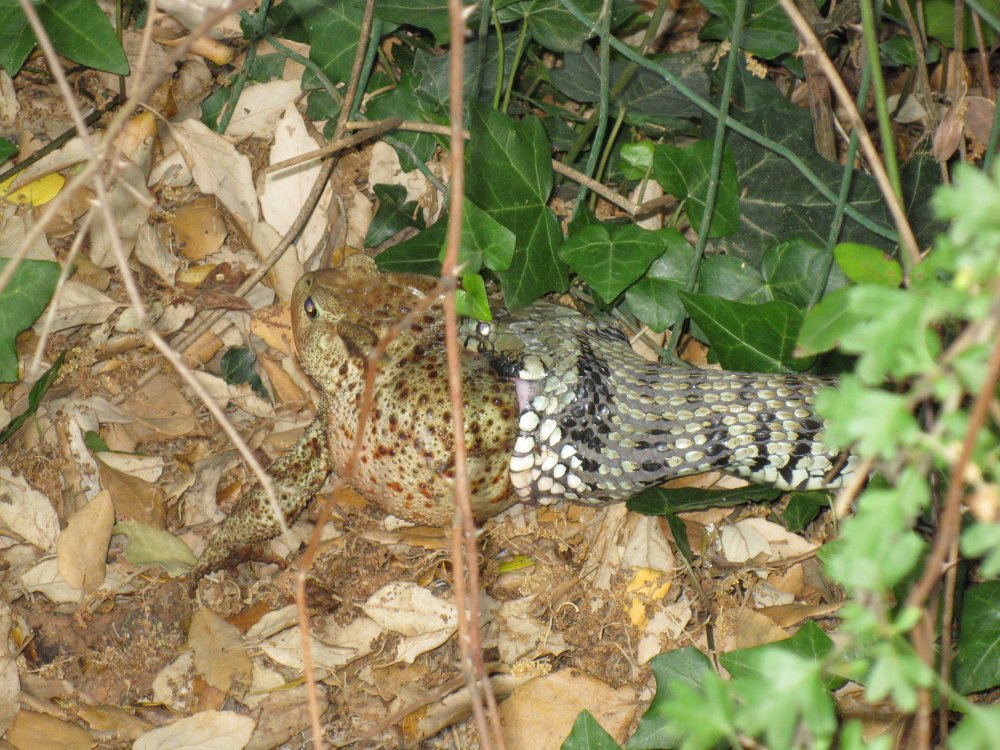 Identificazione serpente Toscano